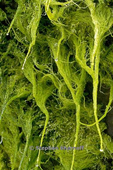 algae 3703 4 graphic